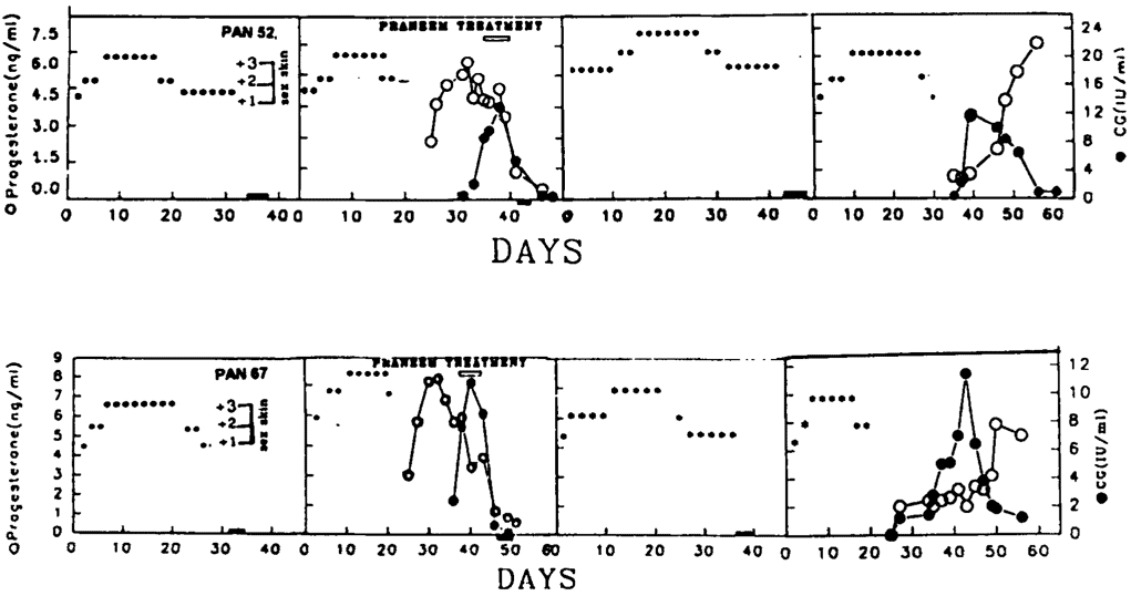 Perineal sex swelling (***) pattern of baboons Pan 52 and Pan 67 and after treatment with Praneem in pregnant cycle. Both animals regained fertility in a subsequent cycle.