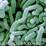 Lactobacillus-Acidophillus