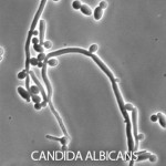 candida_albicans